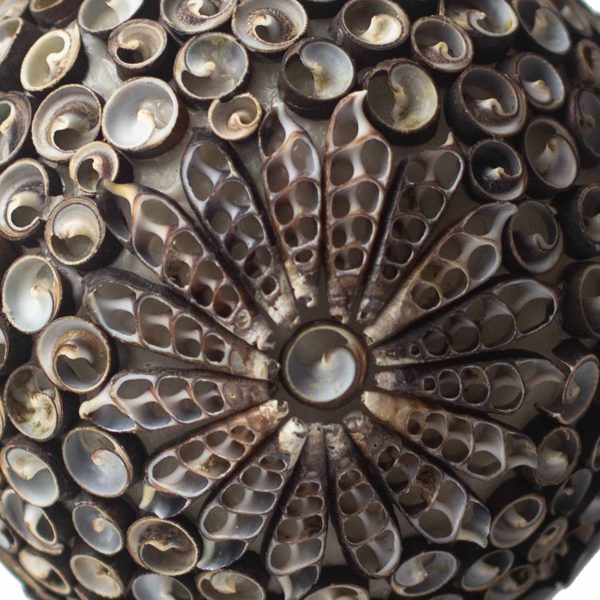 Boho Sea Shell Lamp - Chocolate Twist Oval - 20cm - Image 2