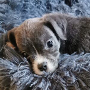 Top 10 Crystals for Dogs